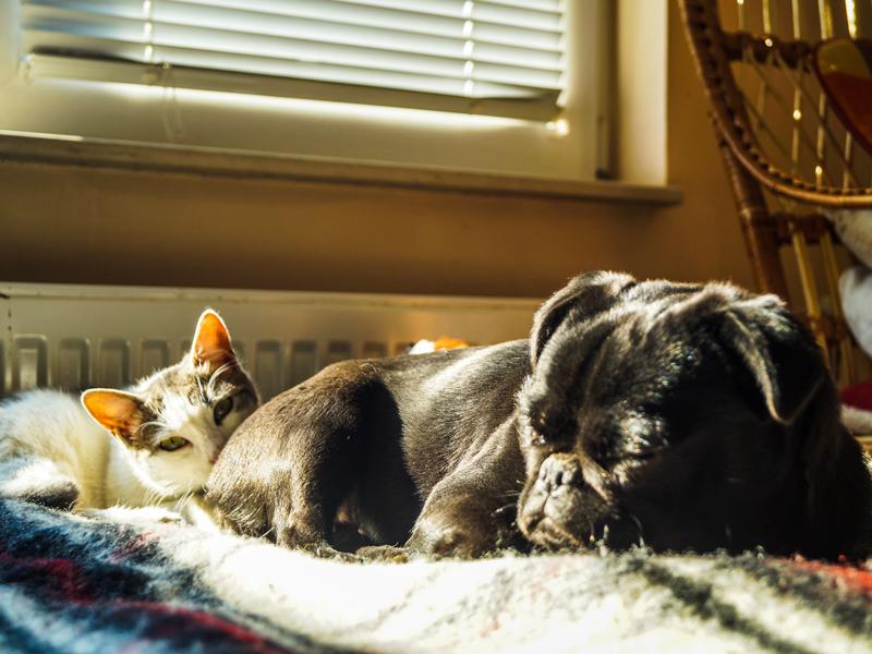 Katze und Hund im gleichen Haushalt